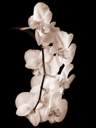 Picture of ORCHID DANCE I
