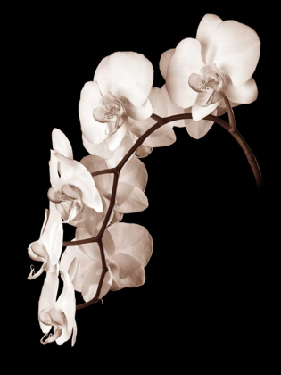 Picture of ORCHID DANCE II
