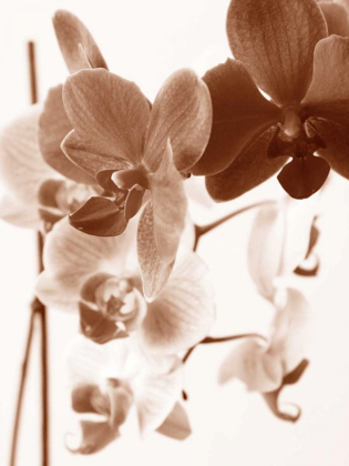 Picture of DREAMY ORCHIDS I