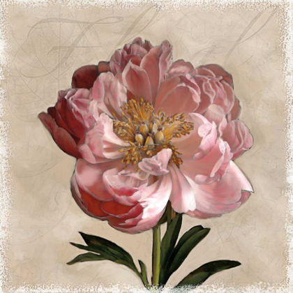 Picture of PEONY I