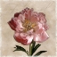 Picture of PEONY I
