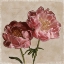 Picture of PEONY II