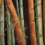 Picture of CARIBBEAN BAMBOO II