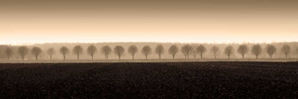 Picture of DAPPLED MORNING FIELDS