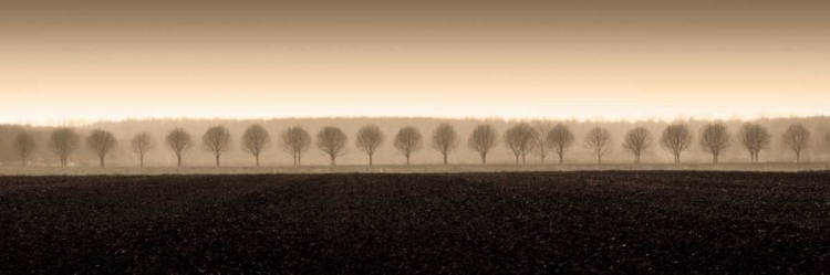 Picture of DAPPLED MORNING FIELDS