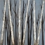 Picture of BIRCH SHADOWS