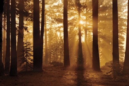 Picture of TAHOE SMOKY SUNRISE