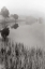 Picture of LAKESIDE MIST