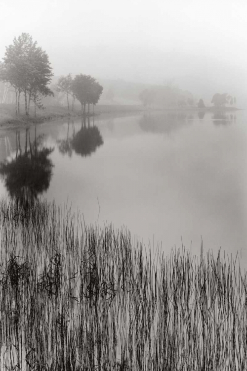 Picture of LAKESIDE MIST