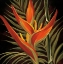 Picture of BIRDS OF PARADISE I