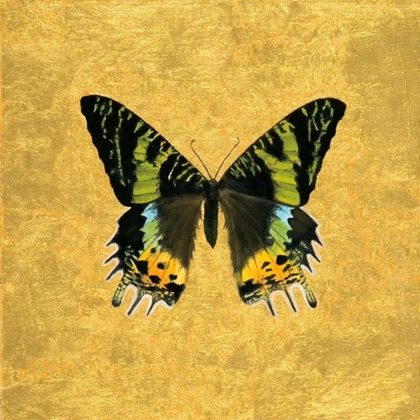 Picture of BUTTERFLY ON GOLD