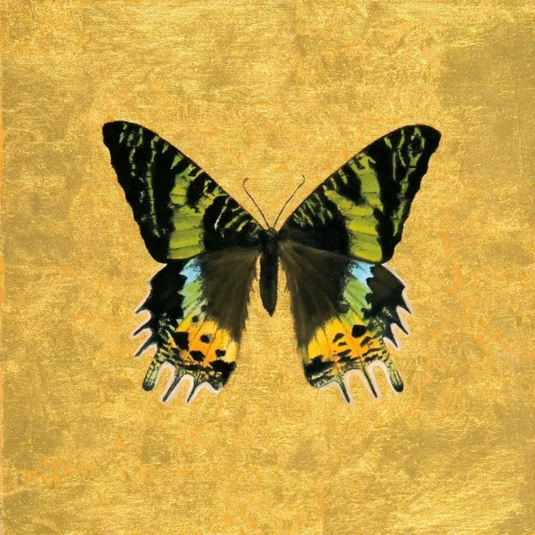 Picture of BUTTERFLY ON GOLD