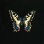 Picture of BUTTERFLY ON BLACK