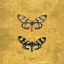 Picture of PAIR OF BUTTERFLIES ON GOLD