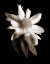 Picture of PORTRAIT IN WHITE II