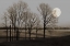 Picture of NOVEMBER MOON