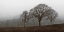 Picture of AUTUMN FOG