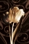 Picture of FLORAL ELOQUENCE  II
