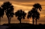 Picture of TROPICAL PARK SUNSET