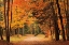 Picture of AUTUMN WALK