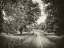 Picture of COUNTRY ROADS