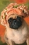 Picture of MS. PUG