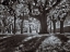 Picture of TREE PARK