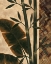 Picture of TEMPERATE FLORA