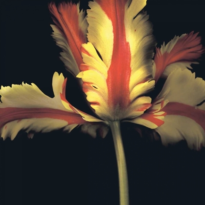 Picture of FRENCH PARROT TULIP