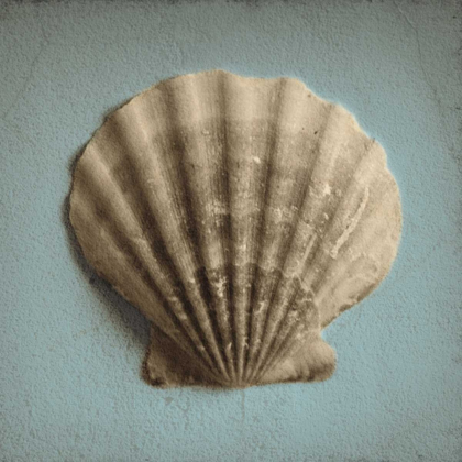 Picture of SEASHELL STUDY II