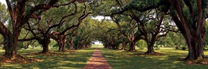 Picture of ENCHANTED OAKS