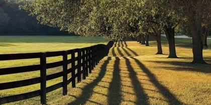 Picture of CHASING SHADOWS