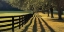 Picture of CHASING SHADOWS