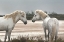 Picture of FRIENDSHIP