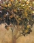 Picture of LIMONERO