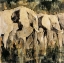 Picture of HEART OF THE JUNGLE III