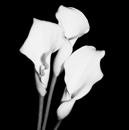 Picture of CALLA PORTRAIT II