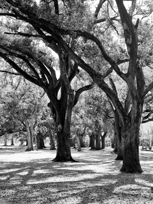 Picture of OAK TREE STUDY