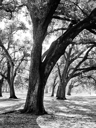 Picture of OAK TREE STUDY