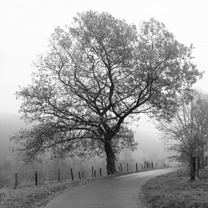 Picture of FOGGY AFTERNOON