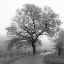 Picture of FOGGY AFTERNOON