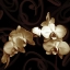 Picture of ELEGANCE