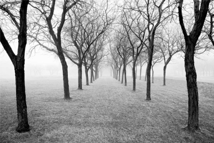 Picture of TUNNEL OF TREES