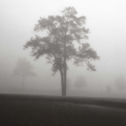 Picture of FOG TREE STUDY I