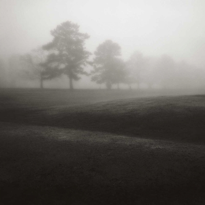 Picture of FOG TREE STUDY II