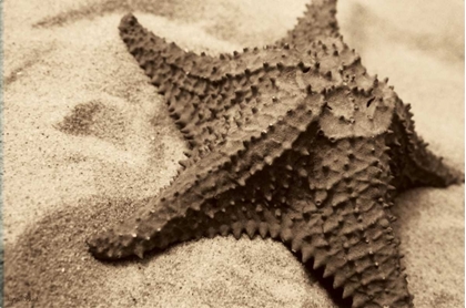 Picture of STARFISH