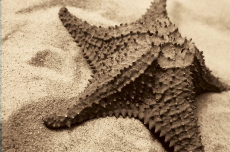 Picture of STARFISH