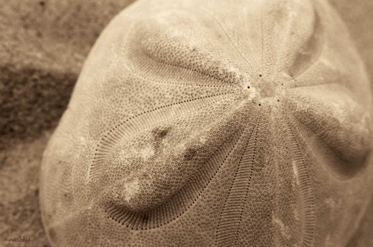 Picture of SAND DOLLAR