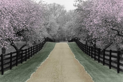 Picture of APPLE BLOSSOM LANE