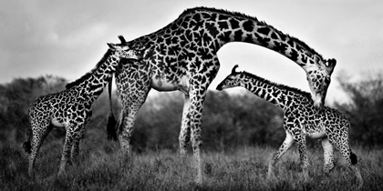 Picture of GIRAFFE FAMILY